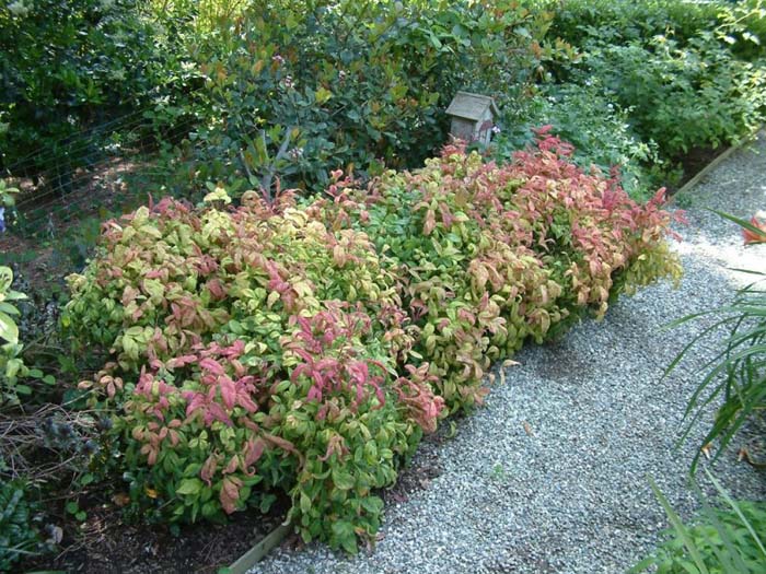 Nandina domestica 'Nana compacta'