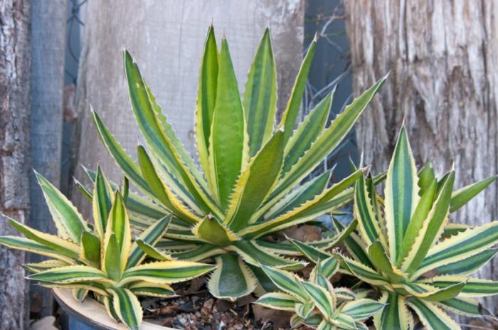 Agave lophantha 'Quadricolor'
