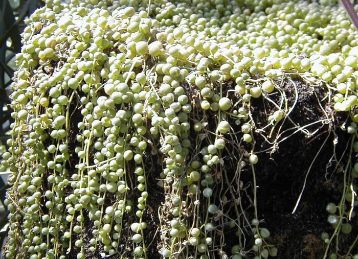 Senecio rowleyanus