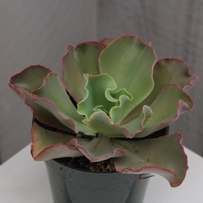 Echeveria 'Giant Blue'