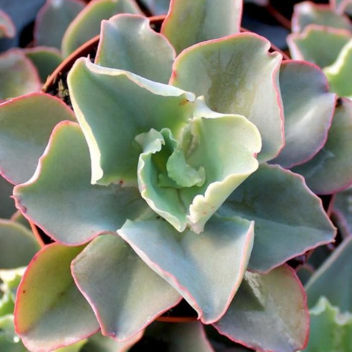 Plant photo of: Echeveria 'Giant Blue'