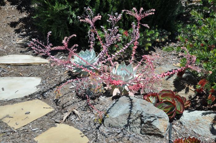 Dudleya cv.'Palo Verde'