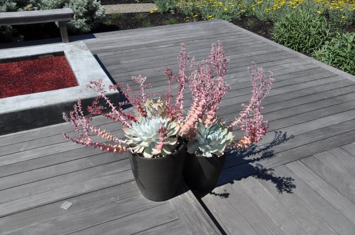 Plant photo of: Dudleya cv.'Palo Verde'