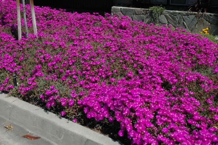 Delosperma cooperi