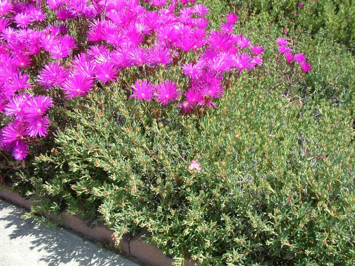 Plant photo of: Delosperma cooperi
