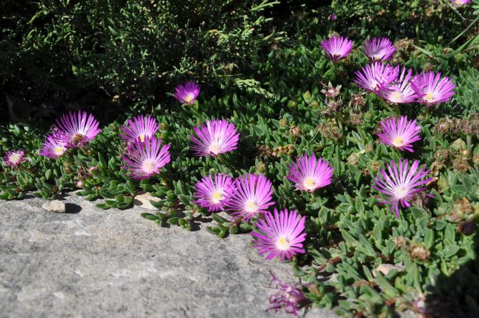 Plant photo of: Delosperma cooperi