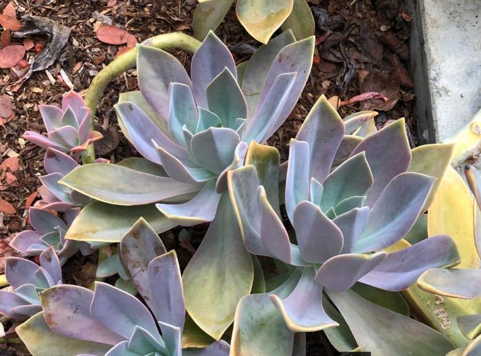 Graptoveria 'Fred Ives'
