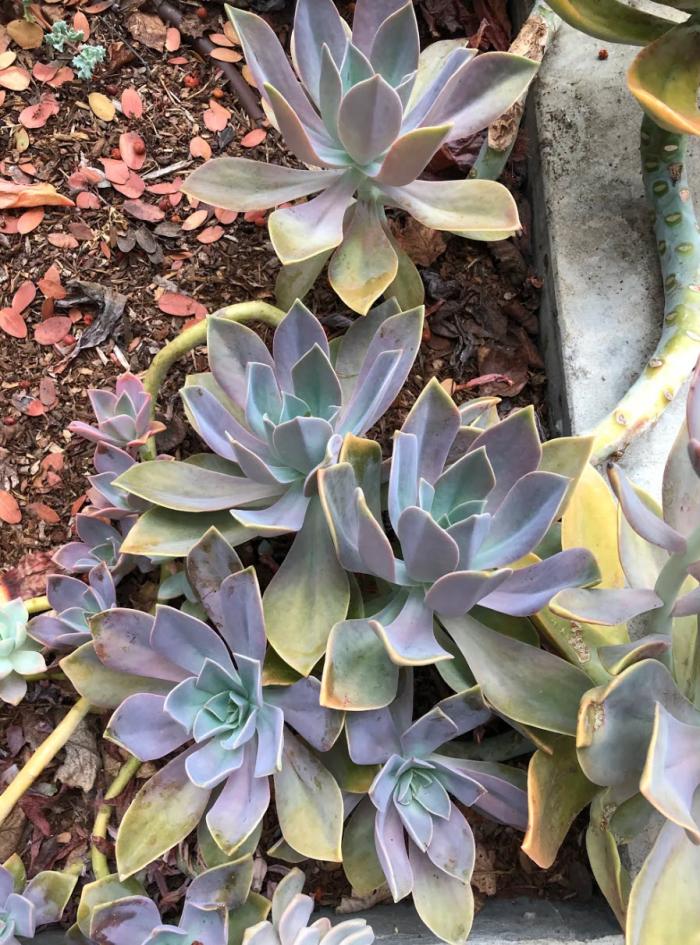 Plant photo of: Graptoveria 'Fred Ives'