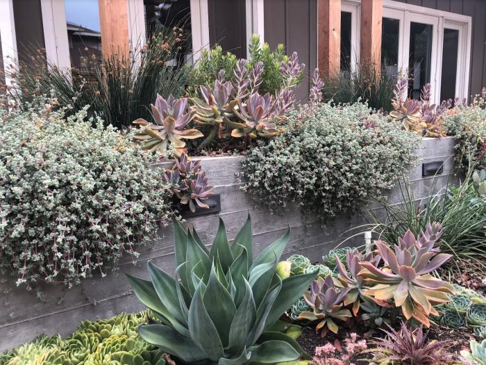 Plant photo of: Graptoveria 'Fred Ives'
