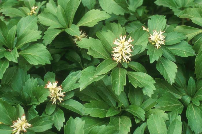 Plant photo of: Pachysandra terminalis