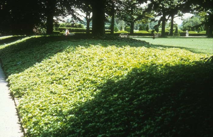 Plant photo of: Pachysandra terminalis