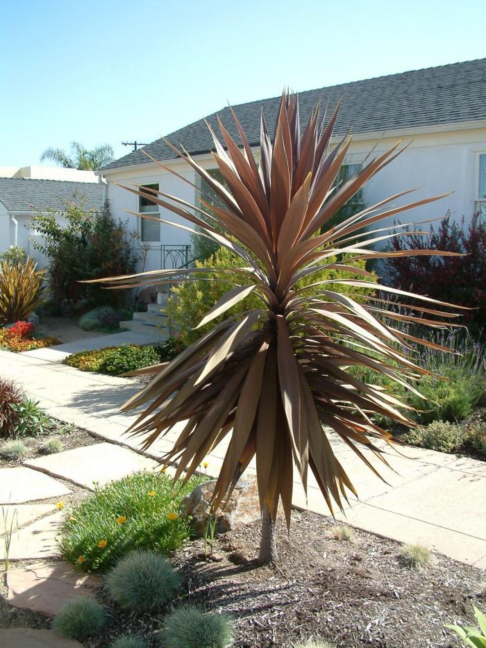 Plant photo of: Cordyline 'Red Star'