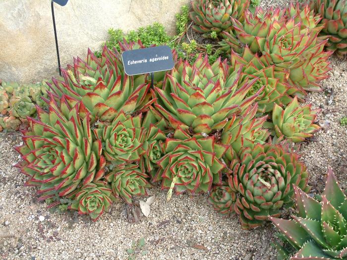 Carpet Echeveria