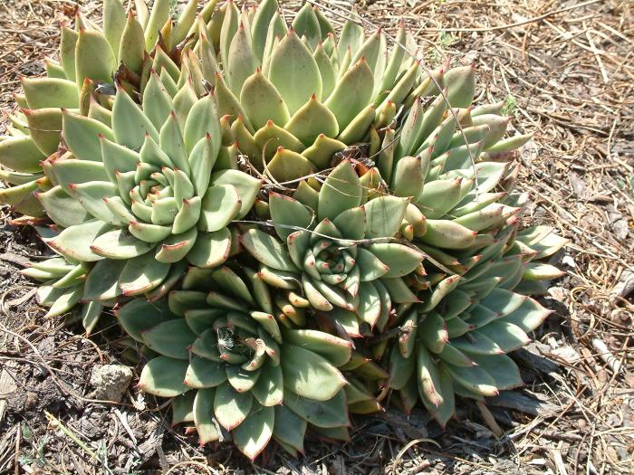 Plant photo of: Echeveria agavoides