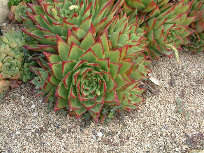 Plant photo of: Echeveria agavoides