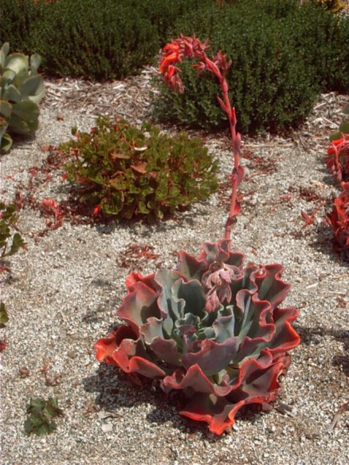 Echeveria subrigida