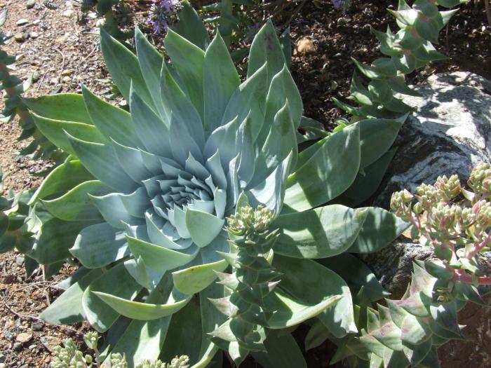 Chalk Dudleya