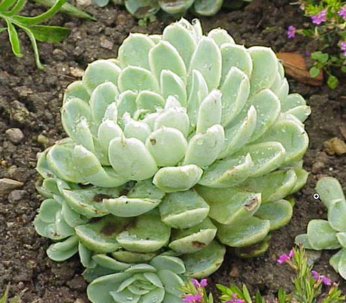 Plant photo of: Echeveria elegans