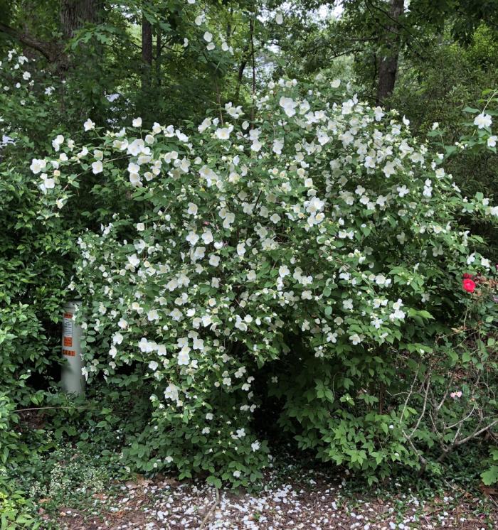 Philadelphus virginalis