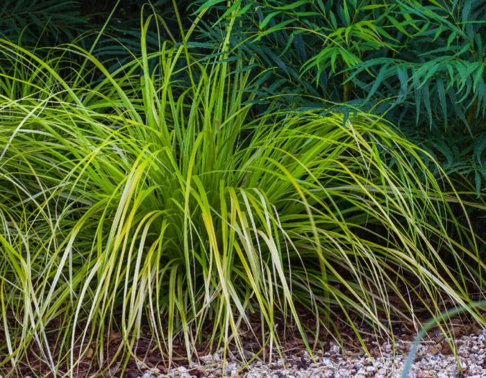 Carex oshimensis 'Everillo'