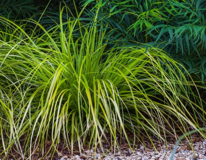 Plant photo of: Carex oshimensis 'Everillo'