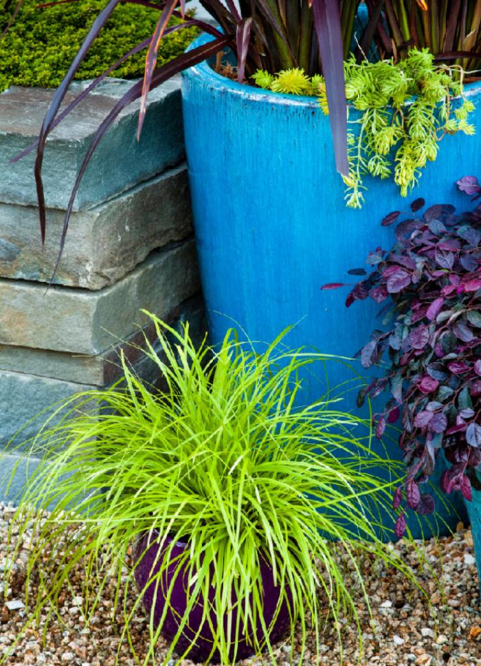 Plant photo of: Carex oshimensis 'Everillo'