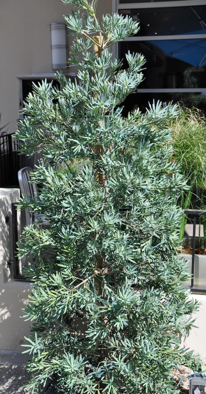Plant photo of: Podocarpus elongatus 'Monmal'