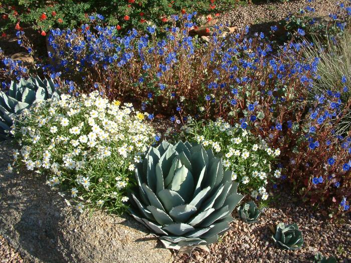 Agave parryi melampodium