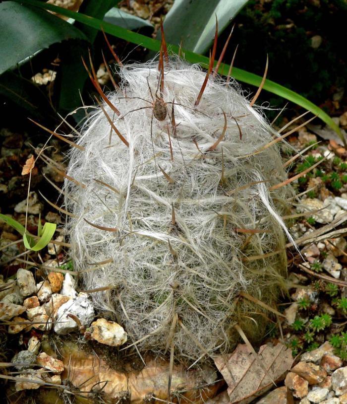 Oreocereus celsianus