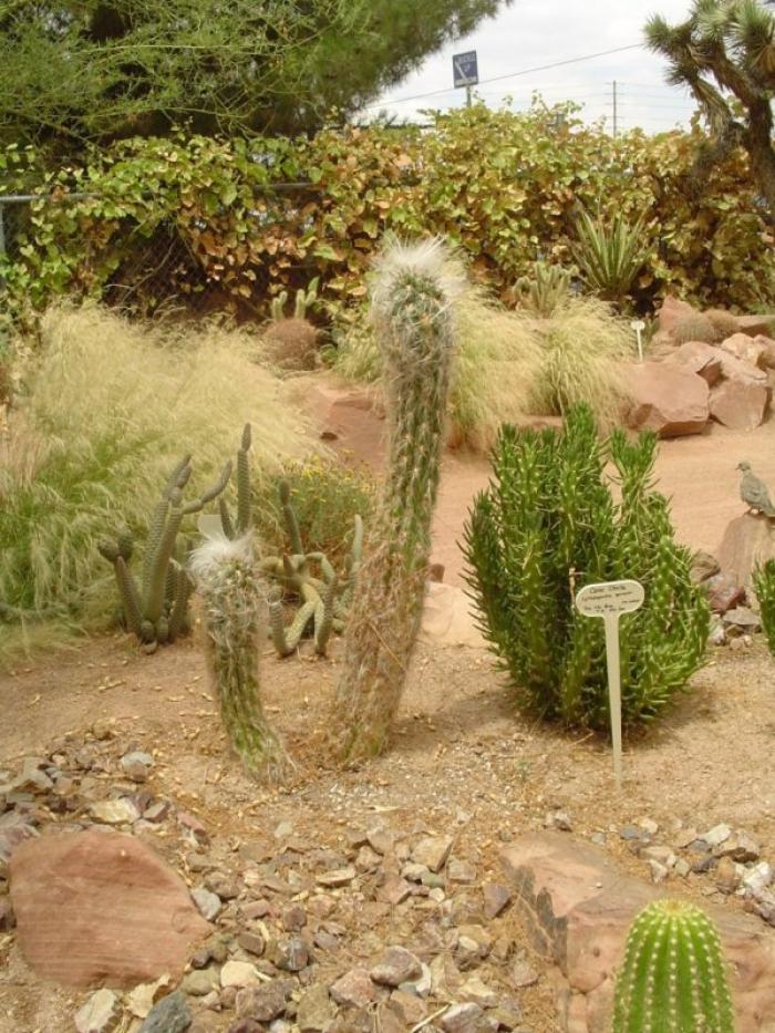 Plant photo of: Oreocereus celsianus