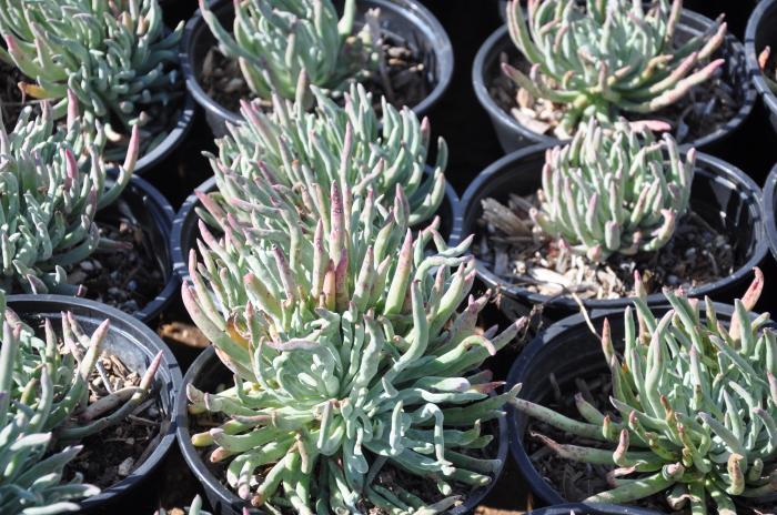 Plant photo of: Dudleya greenei