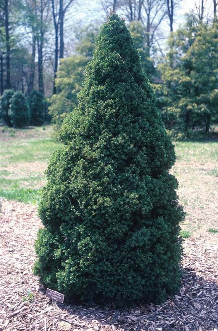Picea glauca 'Conica'