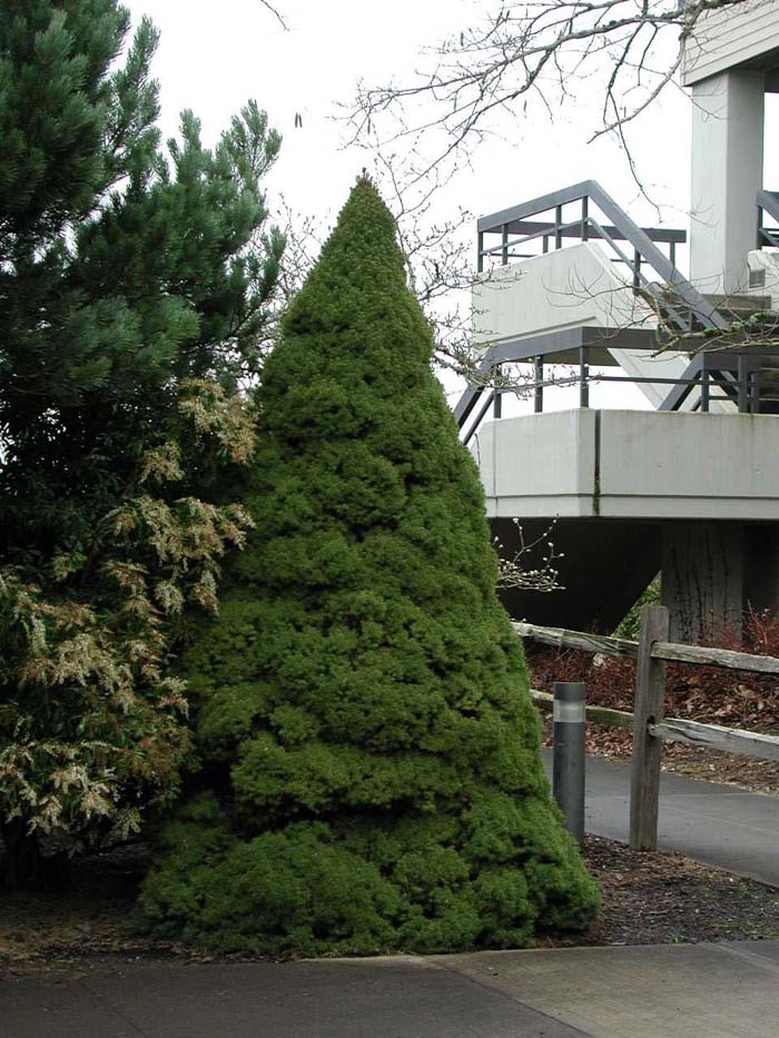 Plant photo of: Picea glauca 'Conica'