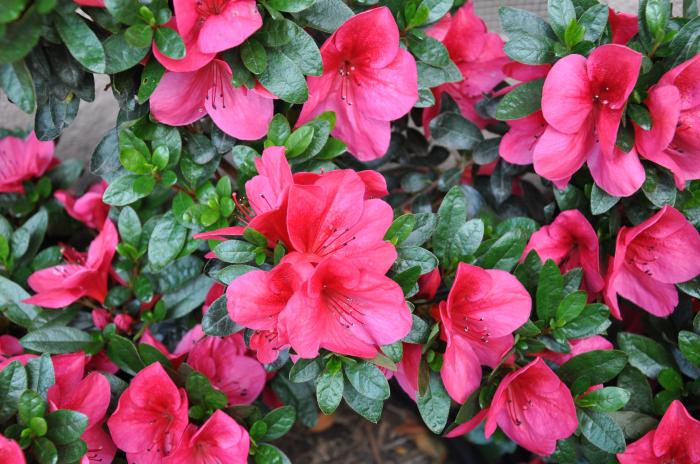 Azalea 'Red Bird'