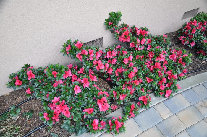 Plant photo of: Azalea 'Red Bird'