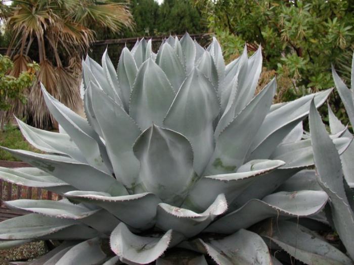 Agave ovatifolia