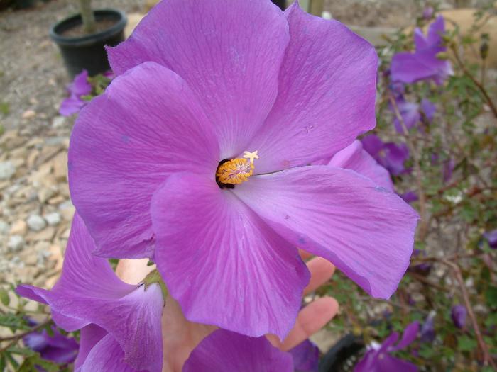 Alyogyne huegelii 'Santa Cruz'