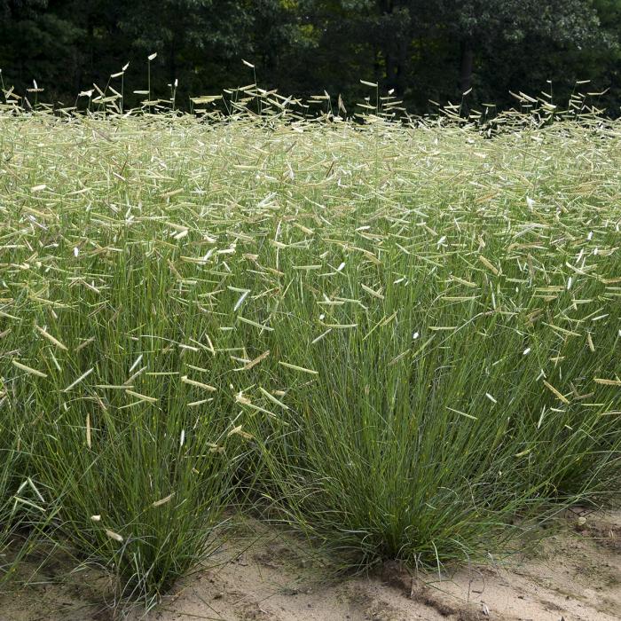 Bouteloua gracilis 'Blonde Ambition'