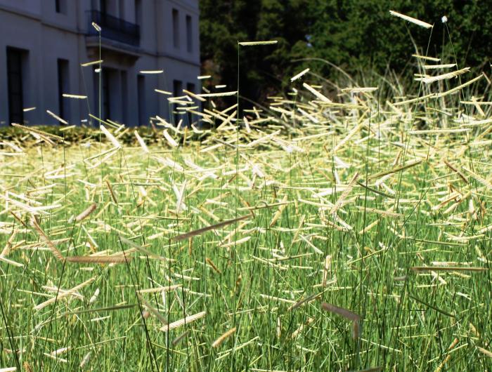 Plant photo of: Bouteloua gracilis 'Blonde Ambition'