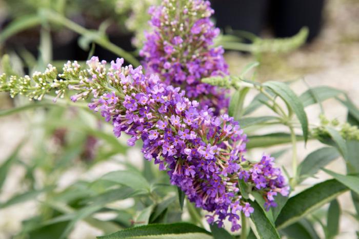 Buddleia 'Ultra Violet'