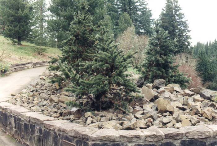 Pinus aristata