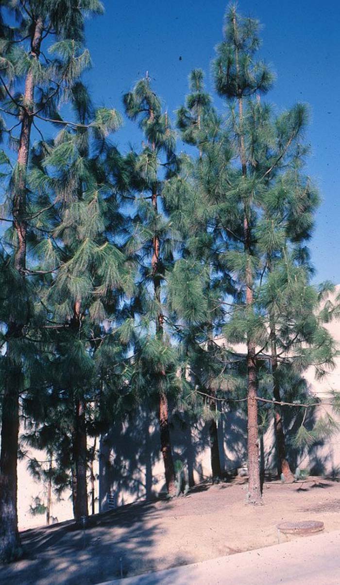 Pinus canariensis