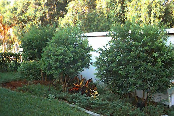 Psidium littorale