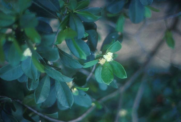 Plant photo of: Psidium littorale