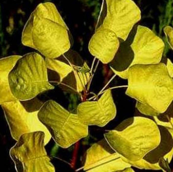 Plant photo of: Cotinus coggygria 'Golden Spirit'