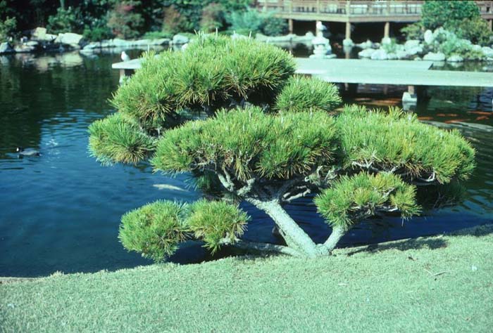 Plant photo of: Pinus thunbergiana