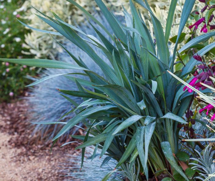 Clarity Blue Dianella