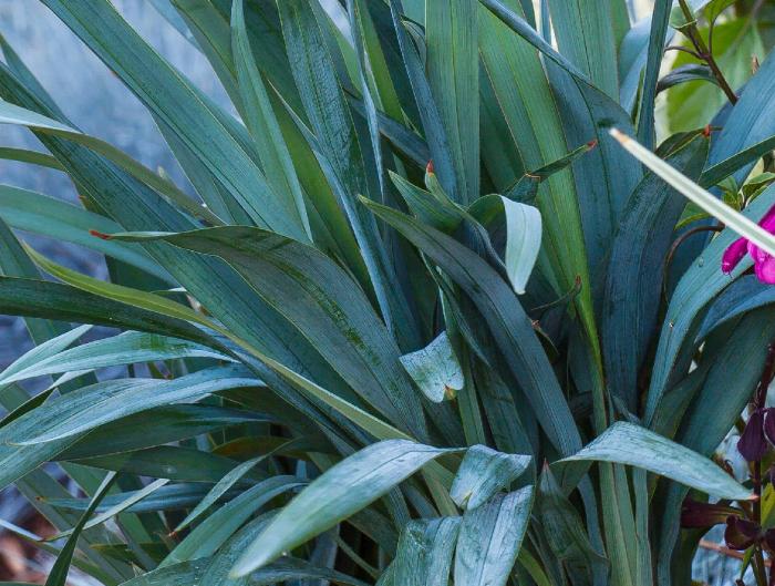 Plant photo of: Dianella 'Clarity Blue'