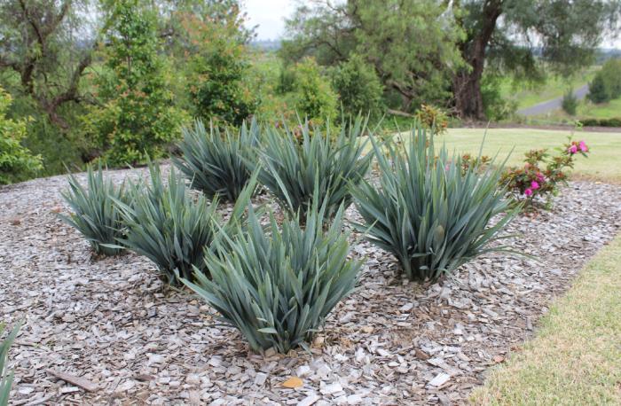 Plant photo of: Dianella 'Clarity Blue'