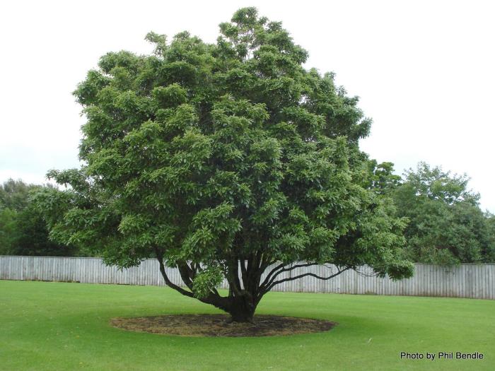 Plant photo of: Pittosporum eugenioides